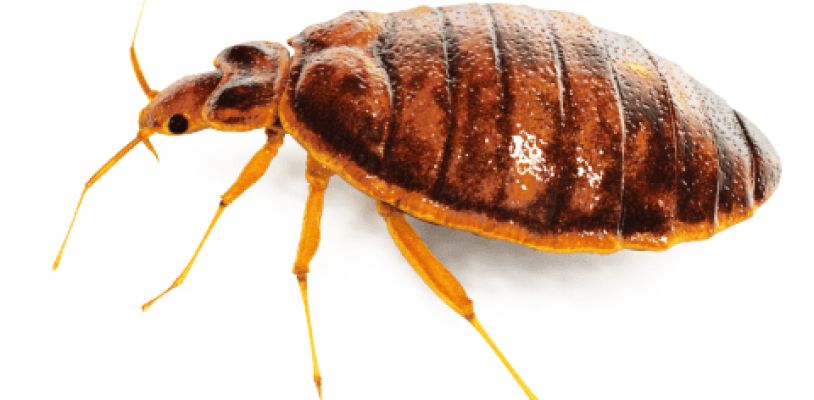 Bed bug PNG    图片编号:51960