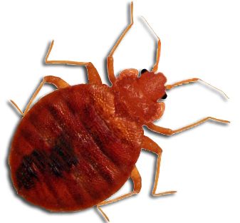 Bed bug PNG    图片编号:51962