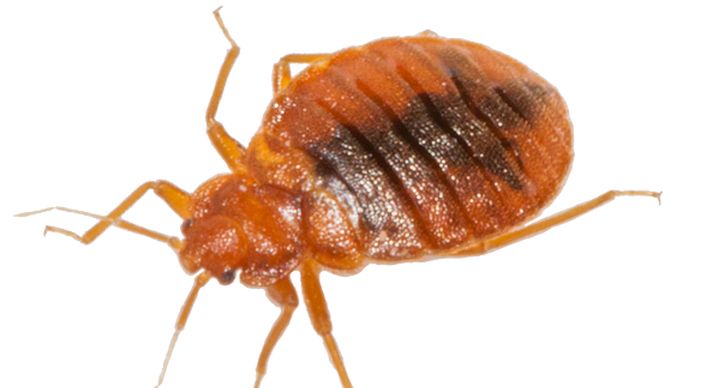 Bed bug PNG    图片编号:51945