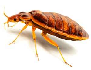 Bed bug PNG    图片编号:51963
