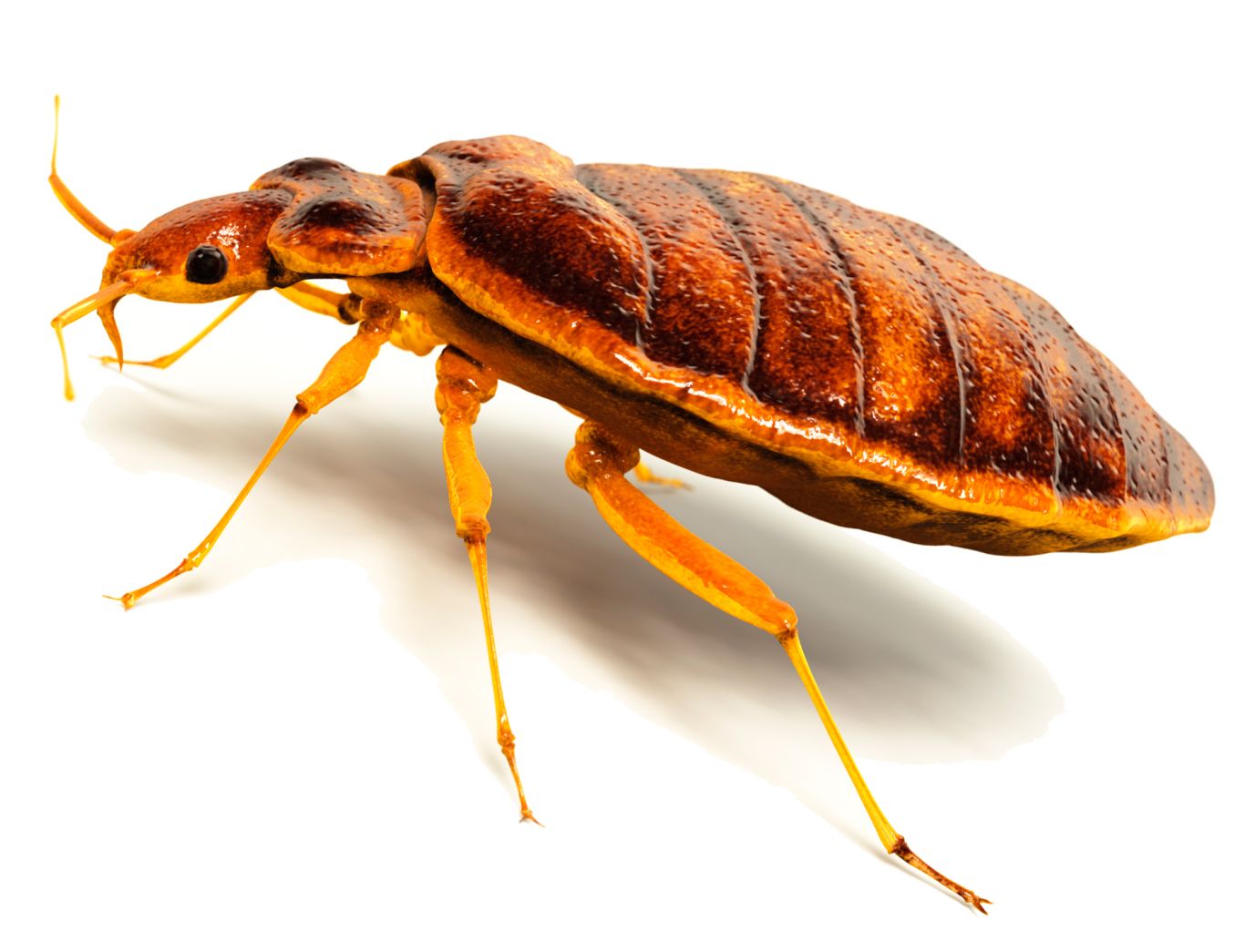 Bed bug PNG    图片编号:51964