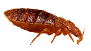 Bed bug PNG    图片编号:51965