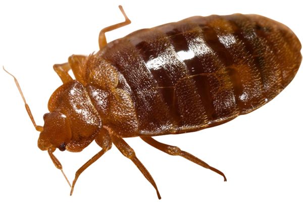 Bed bug PNG    图片编号:51966