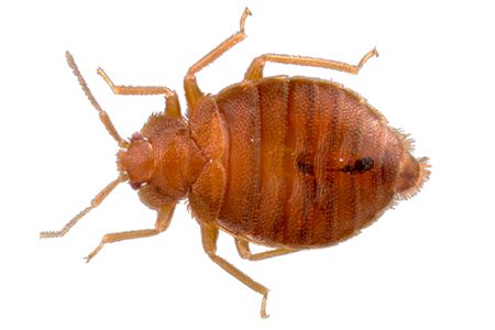 Bed bug PNG    图片编号:51967