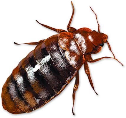 Bed bug PNG    图片编号:51968