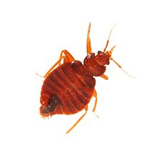 Bed bug PNG    图片编号:51969
