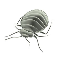 Bed bug PNG    图片编号:51970