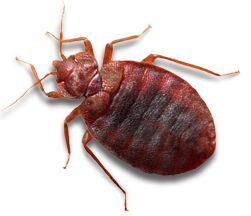 Bed bug PNG    图片编号:51971