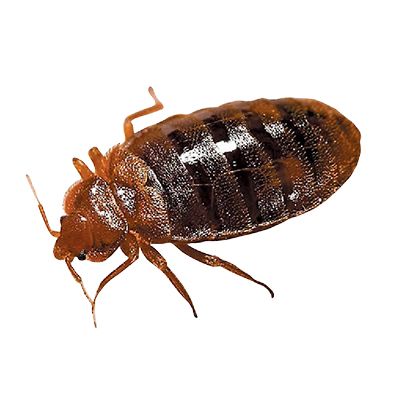 Bed bug PNG    图片编号:51972