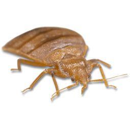 Bed bug PNG    图片编号:51946