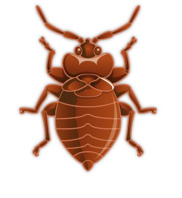 Bed bug PNG    图片编号:51973