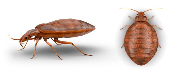Bed bug PNG    图片编号:51974