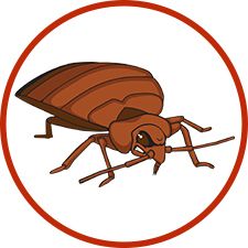 Bed bug PNG    图片编号:51975