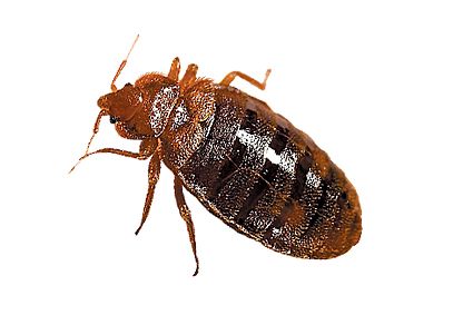 Bed bug PNG    图片编号:51976