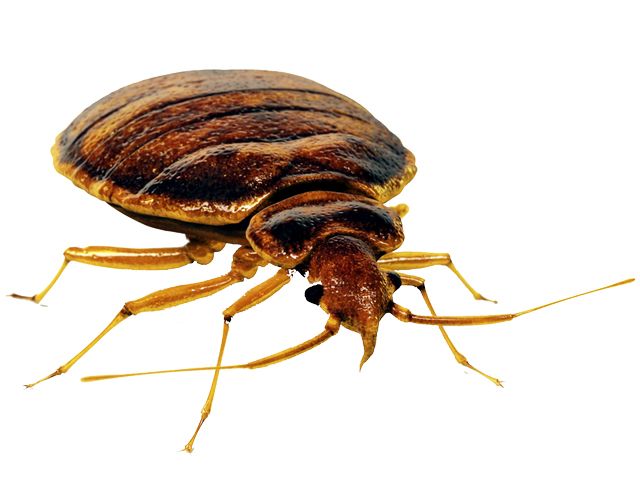 Bed bug PNG    图片编号:51977