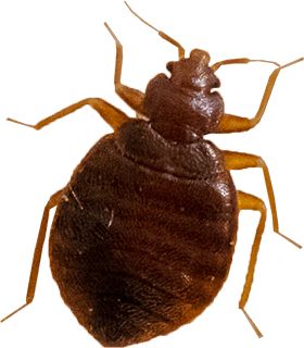 Bed bug PNG    图片编号:51978