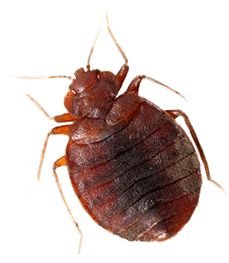 Bed bug PNG    图片编号:51979
