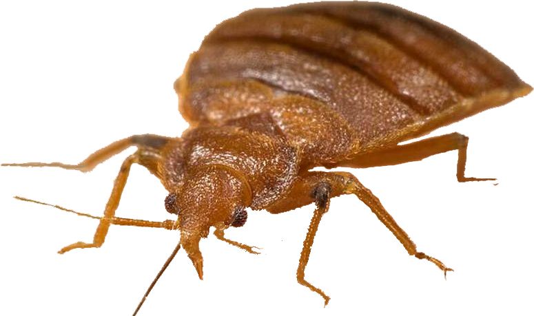 Bed bug PNG    图片编号:51982