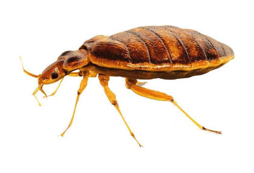 Bed bug PNG    图片编号:51947