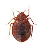 Bed bug PNG    图片编号:51983
