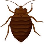 Bed bug PNG    图片编号:51984