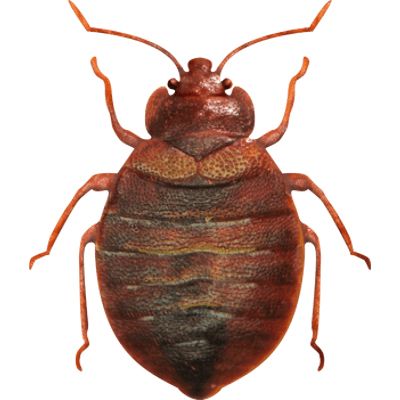 Bed bug PNG    图片编号:51948