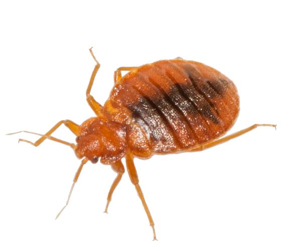 Bed bug PNG    图片编号:51950