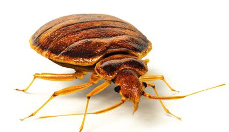 Bed bug PNG    图片编号:51951