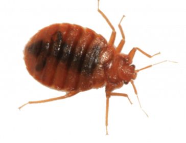 Bed bug PNG    图片编号:51952