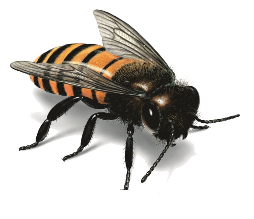 Bee PNG image    图片编号:4300