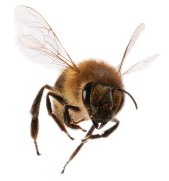 Bee PNG image    图片编号:4301