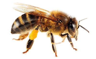 Bee PNG image    图片编号:4304