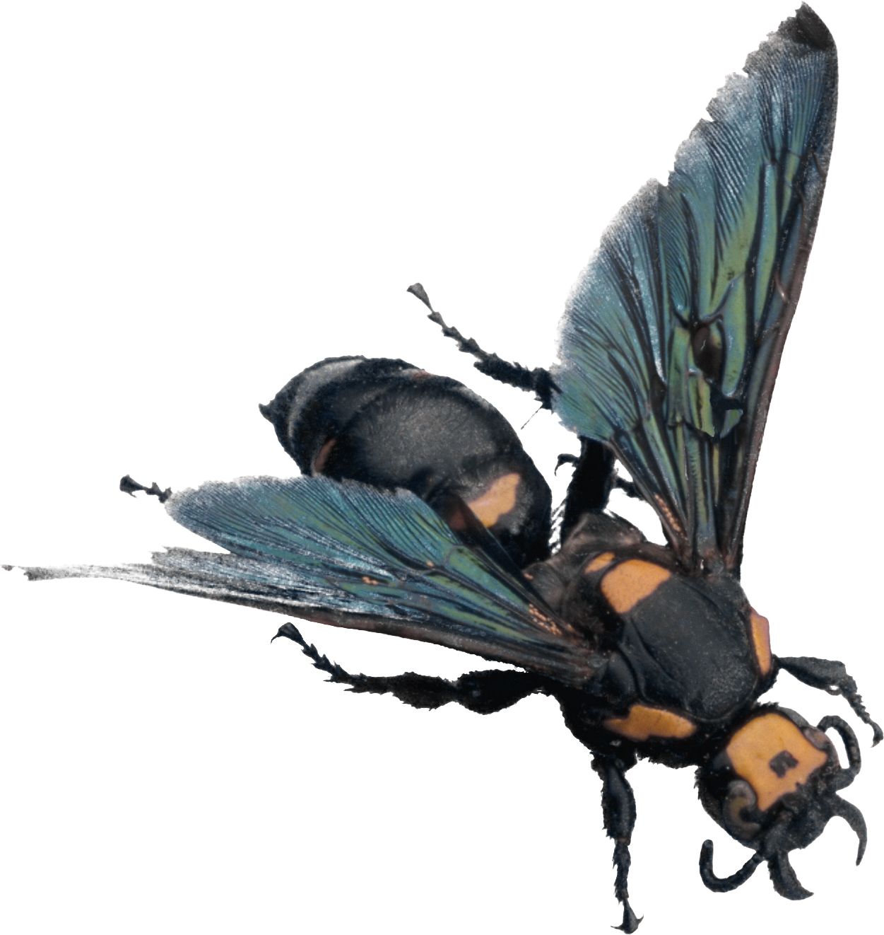 Bee PNG image    图片编号:4292
