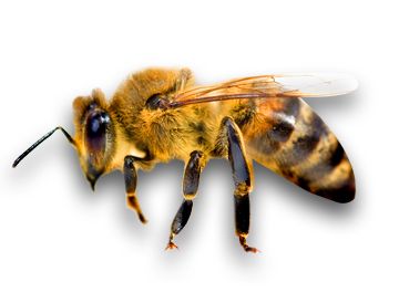 Bee PNG image    图片编号:4294