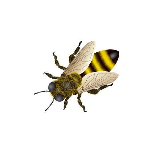 Bee PNG    图片编号:74689