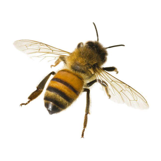 Bee PNG    图片编号:74694