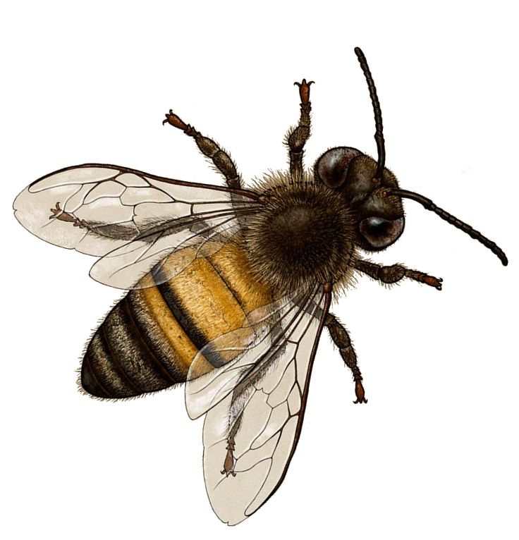 Bee PNG    图片编号:74696
