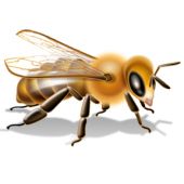 Bee PNG    图片编号:74705