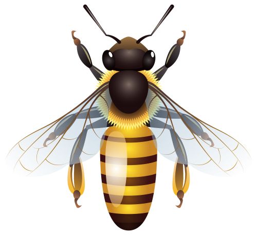 Bee PNG    图片编号:74706