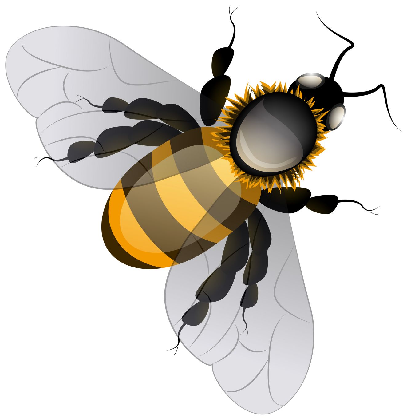 Bee PNG    图片编号:74707