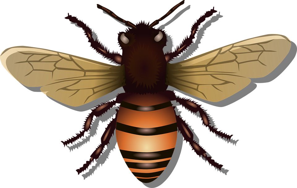 Bee PNG    图片编号:74732