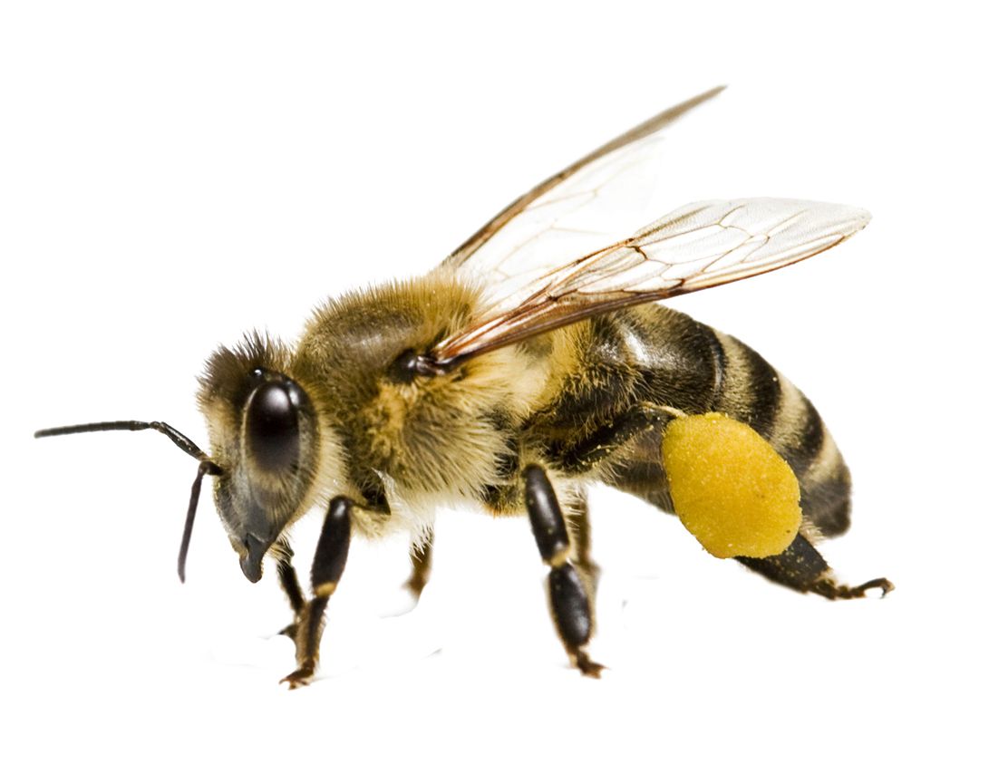 Bee PNG    图片编号:74736