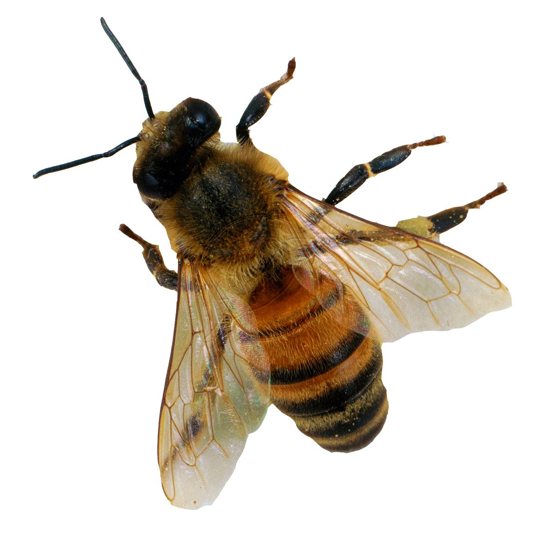 Bee PNG    图片编号:74739
