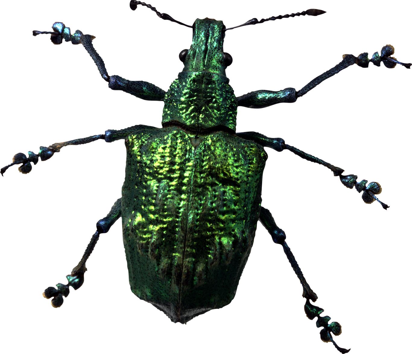 insect bug PNG image    图片编号:3972