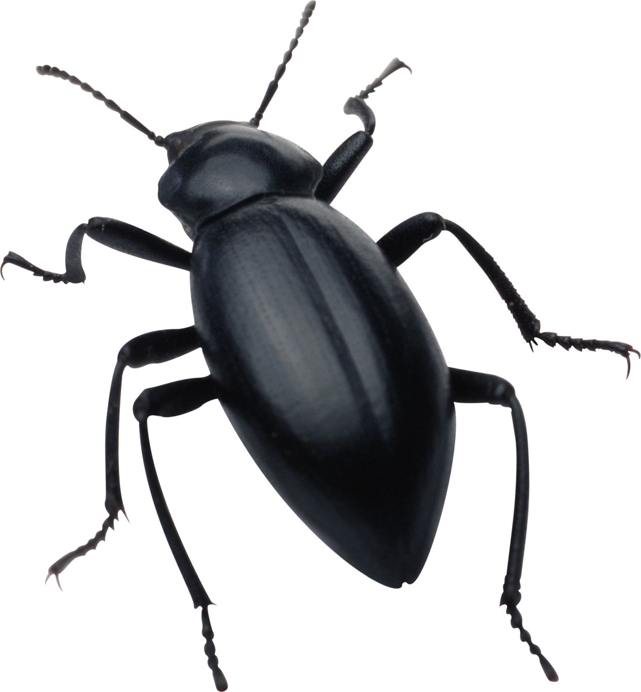 black bug PNG image    图片编号:3980