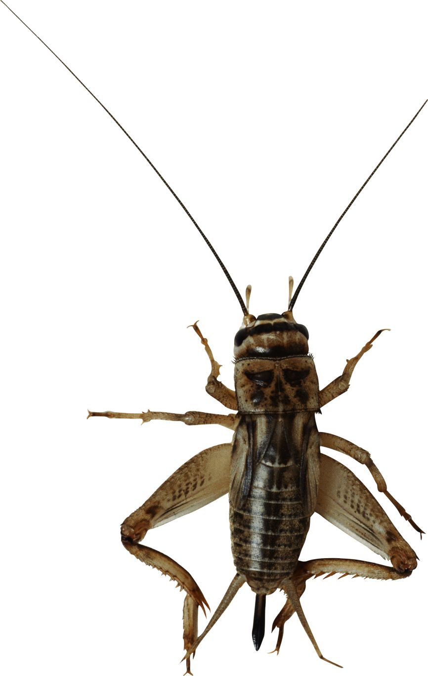 insect bug PNG image    图片编号:3987