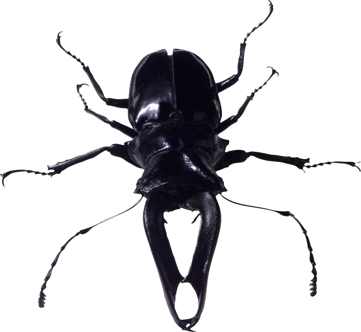 insect bug PNG image    图片编号:3999