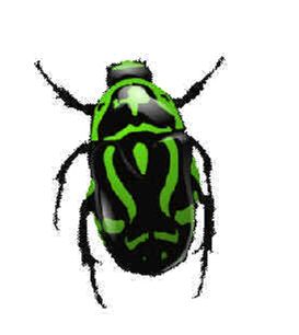 green bug PNG image, insect PNG    图片编号:4005