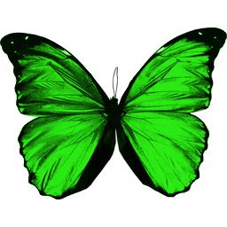Green flying butterfly PNG image    图片编号:1003