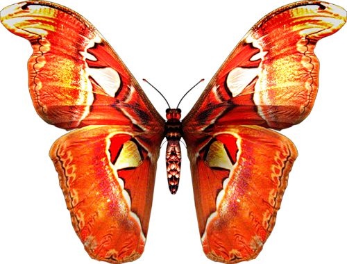 Butterfly PNG image    图片编号:1004